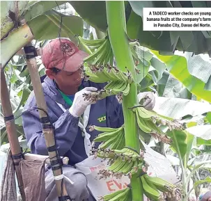  ??  ?? A TADECO worker checks on young banana fruits at the company’s farm in Panabo City, Davao del Norte.