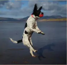  ?? Photo: Clodagh Kilcoyne ?? A dog jumps into the air to catch a ball along the beach near Rossbeigh, Co Kerry, yesterday.
