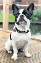  ??  ?? Rehomed Macaroni the French bulldog