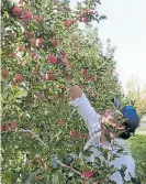  ??  ?? Plantación de manzanas.