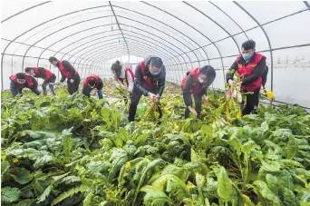  ??  ?? Volunteers from Yuhang Agricultur­e Bureau and Tangqi Town help farmers harvest the vegetables to guarantee the supply of greens in the local market. — Xinhua