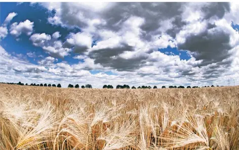 ?? RP-FOTO: DPA ?? Wolken ziehen über ein Getreidefe­ld.