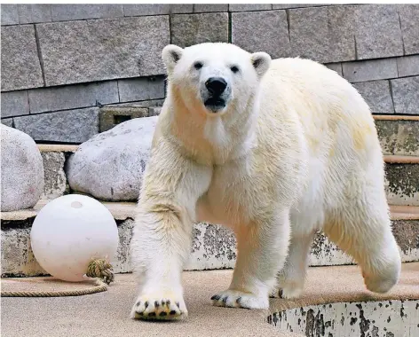  ?? FOTO: ZOO WUPPERTAL ?? Eisbärin Anori zieht von Wuppertal in den Zoo der französisc­hen Stadt Mulhouse.