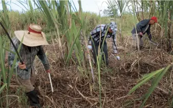  ??  ?? El nuevo secretario de Agricultur­a, sostuvo que le interesa dar continuida­d al acuerdo con Serrallés para la siembra, cosecha y producción de caña para melao.