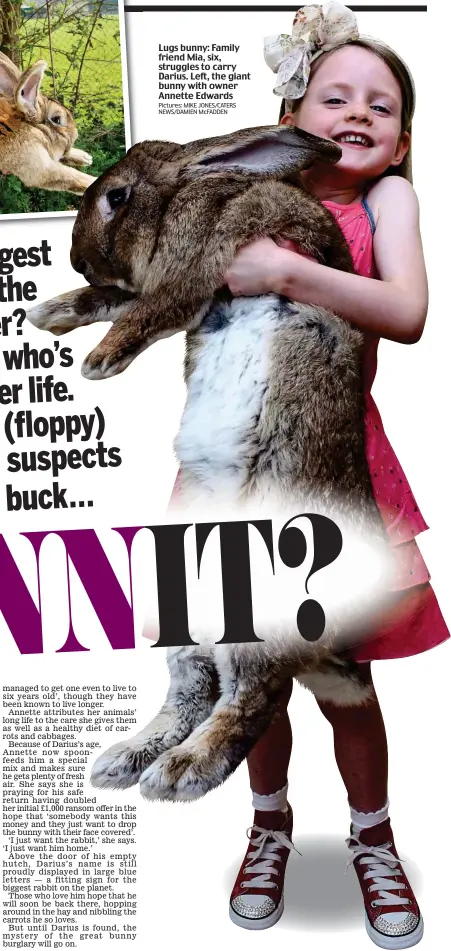  ?? Pictures: MIKE JONES/CATERS NEWS/DAMIEN McFADDEN ?? Lugs bunny: Family friend Mia, six, struggles to carry Darius. Left, the giant bunny with owner Annette Edwards