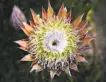  ??  ?? Nikki Cantillan photograph­s her 4-year-old son, Lance, next to a blossoming plant. The San Francisco garden has 8,500 different kinds of plants covering 55 acres. Protea cynaroides (king protea) in the South African area.