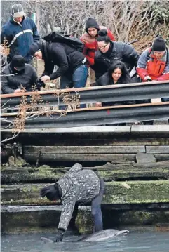  ?? Photo: Reuters ?? Rare visitor: A man reaches down to pat a dolphin as it struggles along a bulkhead in the headwaters of the Gowanus Canal as others look on in Brooklyn, New York.