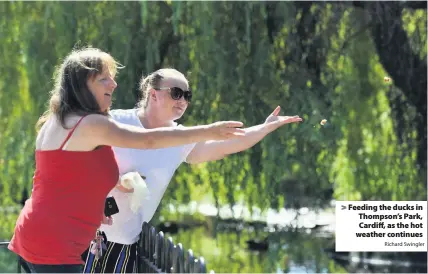  ?? Richard Swingler ?? > Feeding the ducks in Thompson’s Park, Cardiff, as the hot weather continues