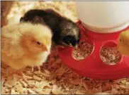  ?? SUBMITTED PHOTO ?? Chick Days are underway at Tractor Supply Company through April 29.