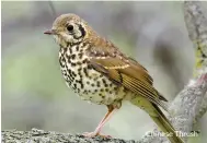  ??  ?? Chinese Thrush