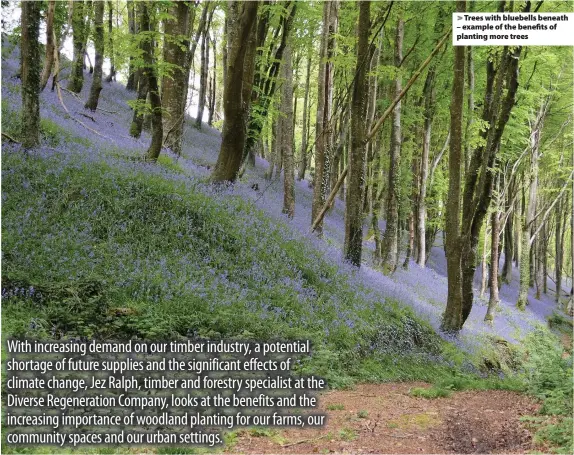  ??  ?? > Trees with bluebells beneath – example of the benefits of planting more trees