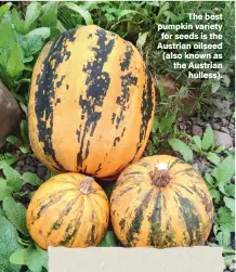  ?? ?? The best pumpkin variety for seeds is the Austrian oilseed (also known as the Austrian hulless).