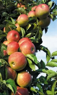  ??  ?? Apples are by far the most popular fruit to grow at home, and the easiest.