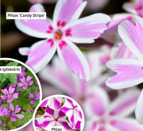  ?? ?? Phlox ‘Candy Stripe’