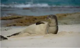  ??  ?? A female endangered Hawaiian monk seal entangled in derelict fishing gear. Photo taken under Noaa/NMFS permit no 22677. Photograph: Matthew Chauvin of PMDP