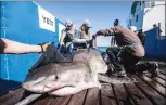  ?? Canadian Press photo ?? A shark known as “Hilton” is seen in this undated handout photo.