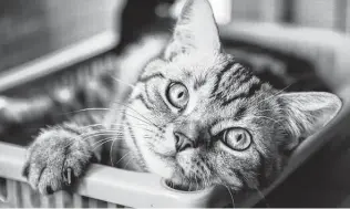  ?? Kilito Chan / Getty Images ?? Playtime, nooks to feel secure and a view of the outside world will make an indoor cat happier.