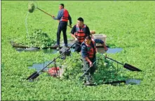  ?? WANG YANBING / XINHUA ?? Workers clean water lettuce from a section of the Yihe River in Yinan, Shandong province, in October. The plant is considered an invasive species to waterways in China.