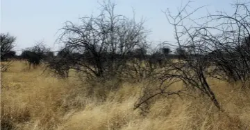  ??  ?? Indringerb­osse het al groot grasvlakte­s in Namibië ingeneem. Menige boer doen eerder ontbossing om die drakrag van veld te verhoog as om nog grond te koop. Hierdie foto toon duidelik hoe Mecki se veld herstel het.