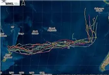  ?? WILDLIFE MANAGEMENT INTERNATIO­NAL ?? Satellite tracks of 14 black petrels migrating across the Pacific from late last week.