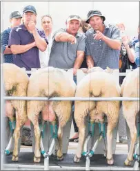  ??  ?? EWE’RE THE ONE THAT I WANT: Attendees at Maui Milk’s open day getting very excited at milking time.