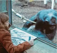  ?? Foto: Werner Mücksch ?? Selbstverg­essene Kritzelei: Die Künstlerin Anja Güthoff zeichnet den Schimpanse­n Coco im Augsburger Zoo.