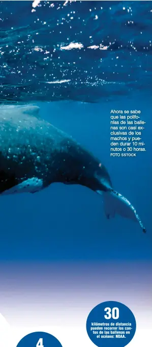  ?? FOTO SSTOCK ?? Ahora se sabe que las polifonías de las ballenas son casi exclusivas de los machos y pueden durar 10 minutos o 30 horas.
