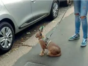  ??  ?? Al guinzaglio Il caracal avvistato al guinzaglio, come fosse un animale domestico, per le strade di Milano