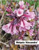  ?? ?? Weigela ‘Alexandra’