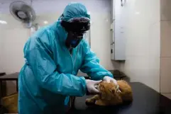  ?? (AFP/Getty) ?? A vet examines a cat for signs of the virus