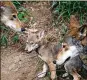  ?? GERRY BROOME / AP 2017 ?? Researcher­s say a pack of wild canines found near the Texas Gulf Coast carry red wolf genes.
