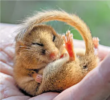  ??  ?? Dave Williams and Julie Mottishaw of Surrey Dormouse Group, below, with a young male found sleeping inside a nesting box