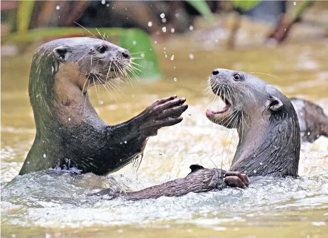  ?? ?? Smooth-coated otters play in a pool in Singapore