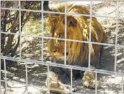  ??  ?? AUTHORITIE­S FATALLY shot the lion, shown last year, while they tried to rescue the victim.