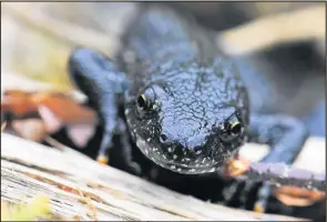  ??  ?? ■ A Great Crested Newt.