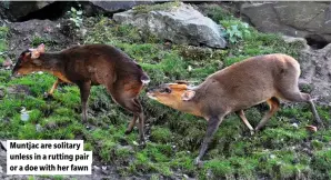  ?? ?? Muntjac are solitary unless in a rutting pair or a doe with her fawn