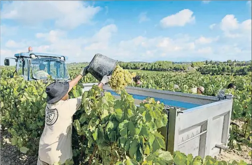  ?? ARCHIVO ?? Una imagen de la vendimia de chardonnay en Torelló, que tuvo lugar la semana pasada