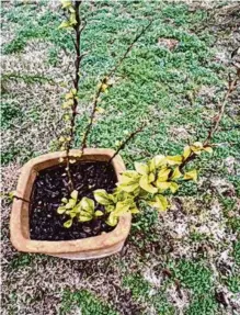  ?? Courtesy photos ?? The decline of this bougainvil­lea is likely the result of freezing temperatur­es.