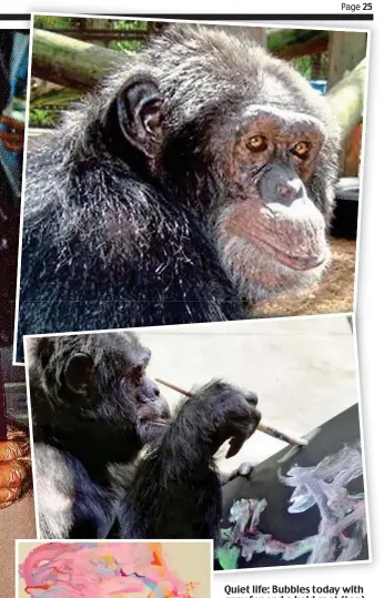  ??  ?? Quiet life: Bubbles today with grey fur and a bald spot (top). Above, the chimp painting and (left) one of his works for sale