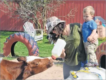  ?? KIRK STARRATT ?? Amanda Huska of Halifax and her one-and-a-half-year-old son Logan were feeding a calf at the Dempsey Corner Farm Market and U-pick’s petting zoo on Sept. 24.
