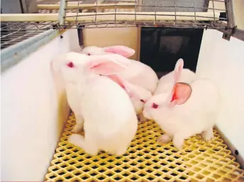  ??  ?? Les éleveurs de lapins sont appelés à produire plus pour répondre à la demande des acheteurs.