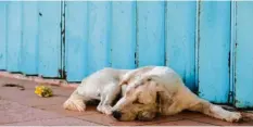  ?? Foto: adobe.stock.com ?? Denkt der Hund gerade an einen Knochen? Oder träumen Tiere gar nicht so, wie wir Menschen es kennen? Forscher haben darauf noch keine Antwort.