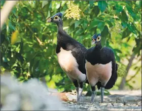 ?? ?? A pair of maleos look for a spot to lay an egg Oct. 27 in Mamuju.