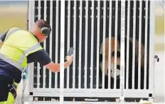  ?? AP ?? An airport ground staff member takes a photo of the container carrying the giant panda Jiao Qing after the arrival from China at the airport Schoenefel­d near Berlin.