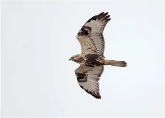  ?? ?? FIVE: Rough-legged Buzzard (Grindale, East Yorkshire, 27 November 2014). By contrast, this bird shows all the classic features of a juvenile Rough-legged Buzzard – a ‘frosty’ pale head combined with a solid dark belly patch, shining white underwings, extensive ‘wrist patches’ and a white tail with dark terminal band. The structure can be appreciate­d here too – rather long winged and ‘rangy’ with a prominent head and a longer-tailed outline than is ever shown by Common Buzzard. In life, Roughlegge­d Buzzards have a soft, fluid flight action more akin to a harrier or a small eagle than a Common Buzzard.