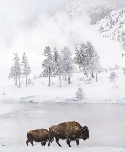  ??  ?? American bison forage in the snow