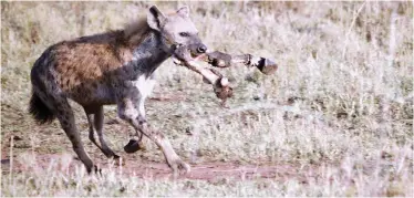  ??  ?? UCT scientists’ insight into scavenging animals and its effect on decomposit­ion is helping law enforcemen­t agencies solve forensic cases.