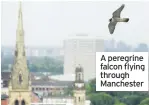  ??  ?? A peregrine falcon flying through Manchester