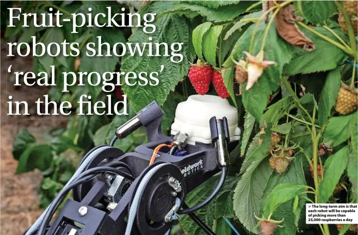  ?? Photos: Fieldwork Robotics ?? > The long-term aim is that each robot will be capable of picking more than 25,000 raspberrie­s a day