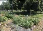  ?? PHOTO COURTESY GRAHAM ROBB ?? A community garden grows a variety of fresh produce items at the Morris Arboretum.